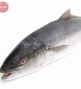 Ikan Salmon Lokal Indonesia